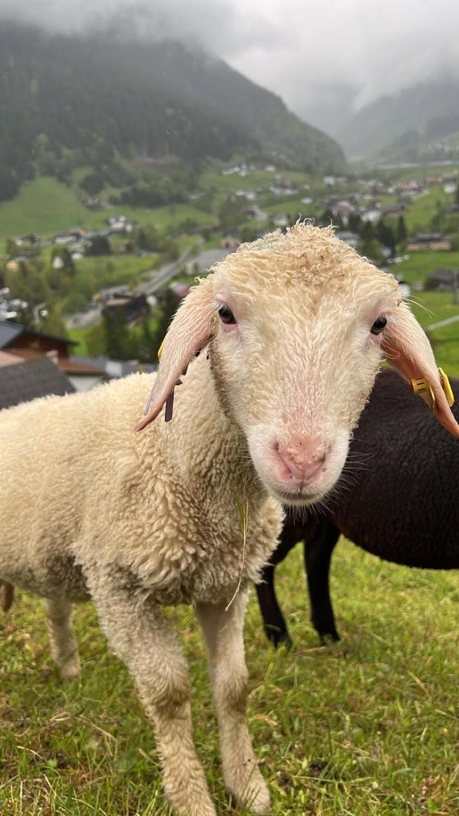 Alpenpension Maderer Gaschurn Bagian luar foto