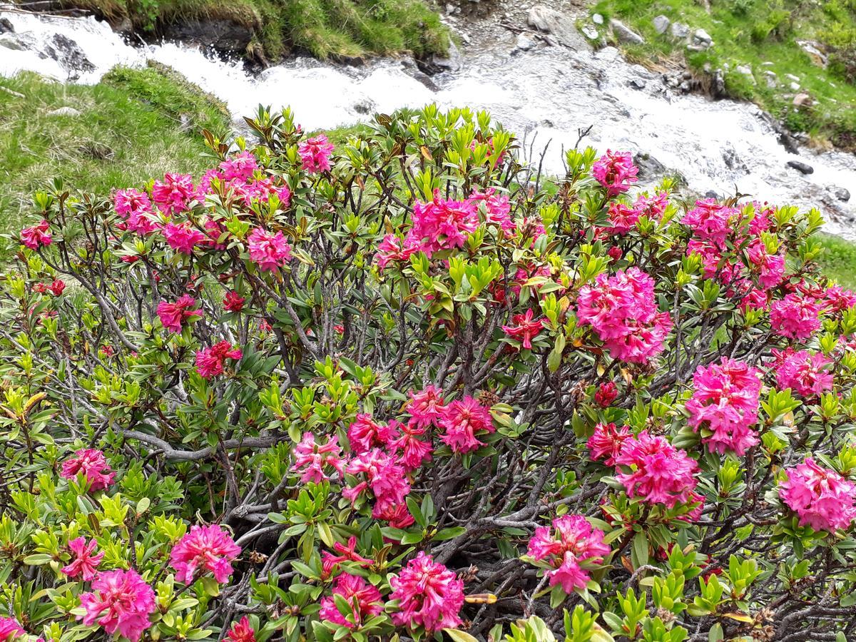 Alpenpension Maderer Gaschurn Bagian luar foto